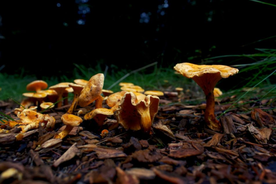 The best places in Italy to go mushroom picking: a guide to the richest regions